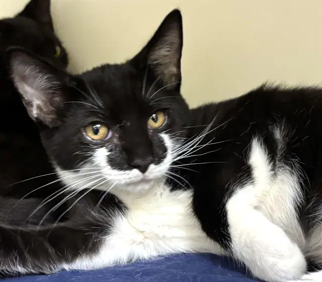 The Flash - Domestic Short Hair