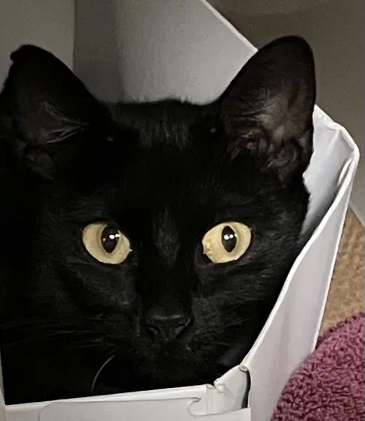 Midnight - Domestic Short Hair