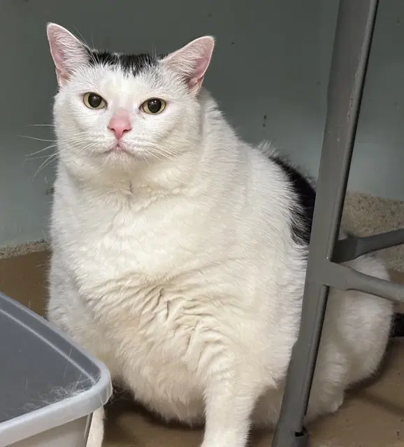 Nola - Domestic Short Hair