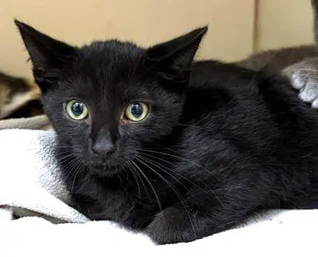 Jean - Domestic Short Hair