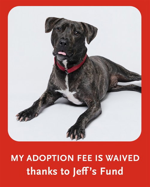 MANNY, a dog for adoption from Animal Rescue League of Boston - Pine Ridge Animal Shelter