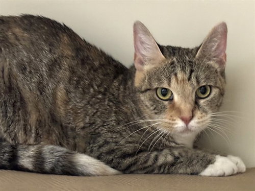 STARLING, a cat for adoption from Animal Rescue League of Boston - Pine Ridge Animal Shelter