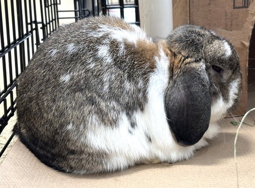 DIPPER, a rabbit for adoption from Animal Rescue League of Boston - Pine Ridge Animal Shelter