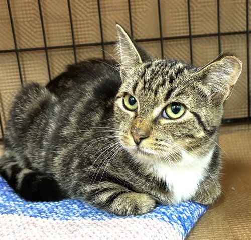 ELOWYN, a cat for adoption from Animal Rescue League of Boston - Pine Ridge Animal Shelter