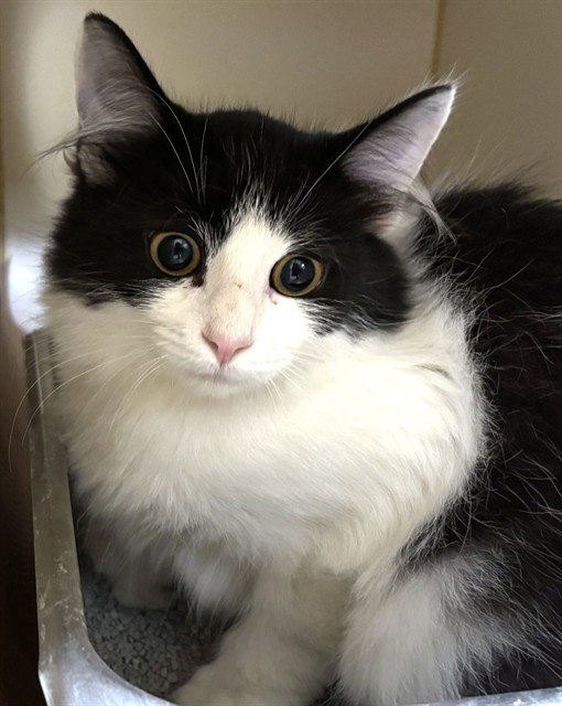 Checkers, Domestic Short Hair