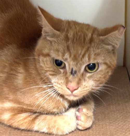 LEANNE, a cat for adoption from Animal Rescue League of Boston - Pine Ridge Animal Shelter