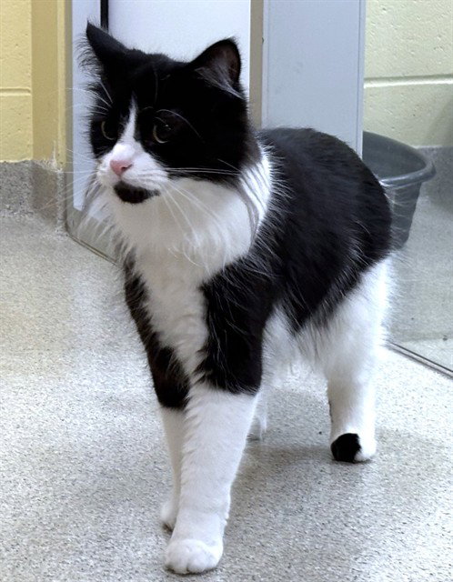 Emmy, Domestic Long Hair