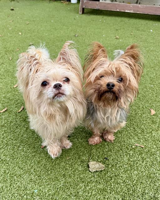 Coco, Yorkshire Terrier Yorkie