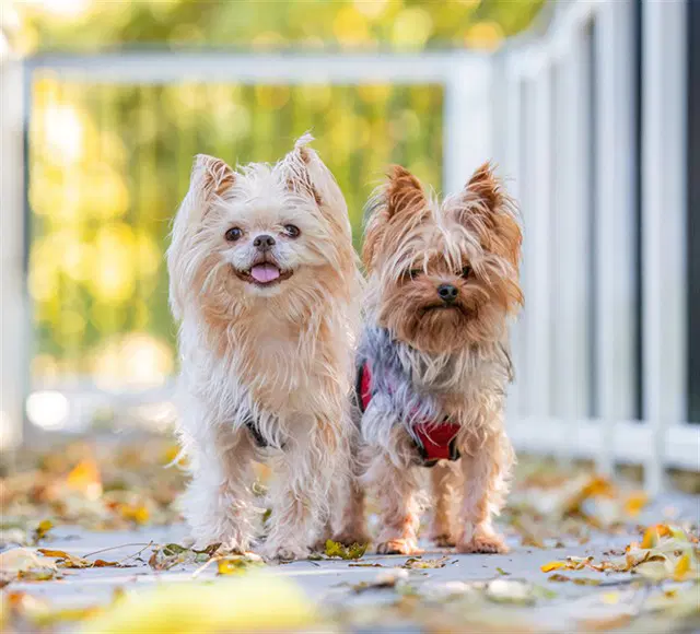 Coco - Yorkshire Terrier Yorkie