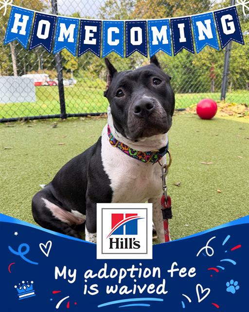 India, Staffordshire Bull Terrier