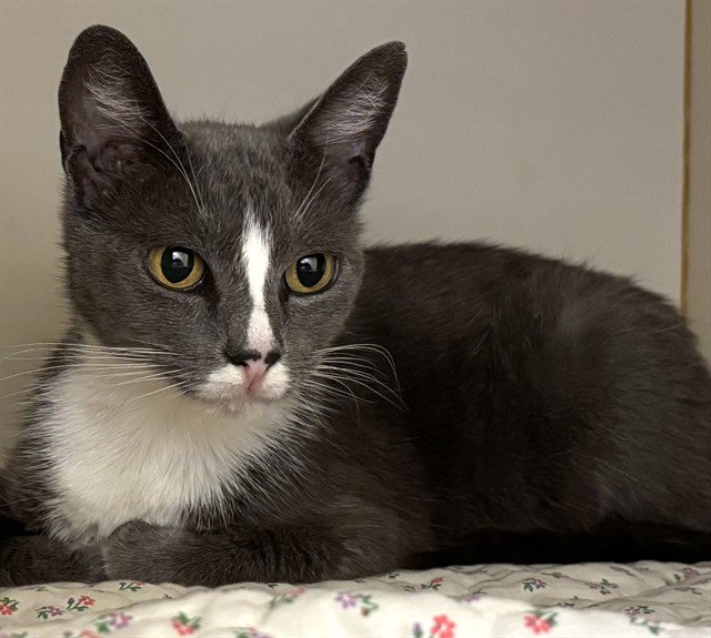 Starlight, Domestic Short Hair