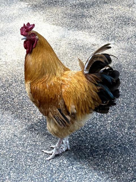 HELENA, a poultry for adoption from Animal Rescue League of Boston - Pine Ridge Animal Shelter