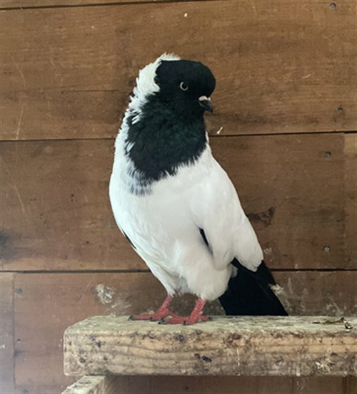 QUEEN ELIZABETH, a poultry for adoption from Animal Rescue League of Boston - Pine Ridge Animal Shelter