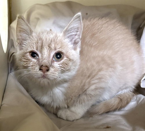 FLUFFERNUTTER, a cat for adoption from Animal Rescue League of Boston - Pine Ridge Animal Shelter