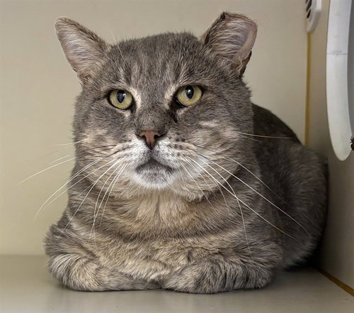REGINALD, a cat for adoption from Animal Rescue League of Boston - Pine Ridge Animal Shelter