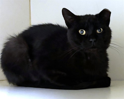 JASPER, a cat for adoption from Animal Rescue League of Boston - Pine Ridge Animal Shelter