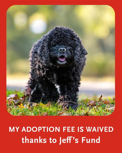 TIMOTHY, a dog for adoption from Animal Rescue League of Boston - Pine Ridge Animal Shelter