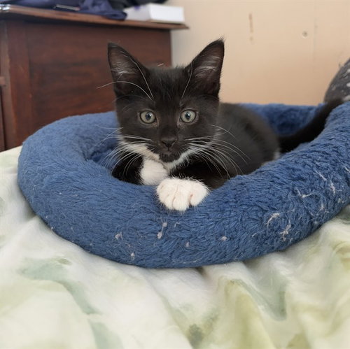 DAVE, a cat for adoption from Animal Rescue League of Boston - Pine Ridge Animal Shelter