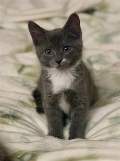 ANNIE, a cat for adoption from Animal Rescue League of Boston - Pine Ridge Animal Shelter