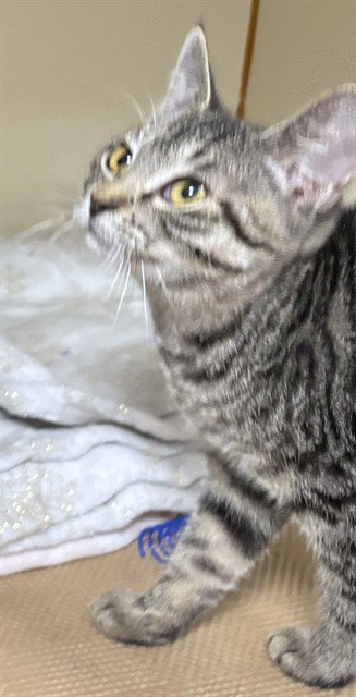 STORY, a cat for adoption from Animal Rescue League of Boston - Pine Ridge Animal Shelter