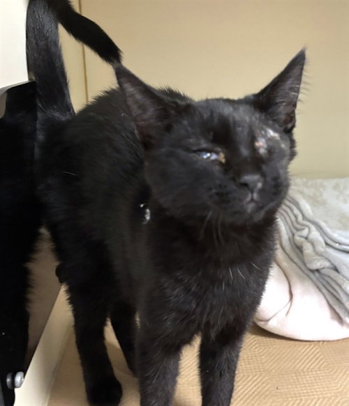 RHYME, a cat for adoption from Animal Rescue League of Boston - Pine Ridge Animal Shelter