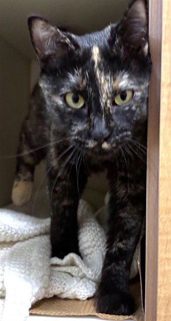 JOJO, a cat for adoption from Animal Rescue League of Boston - Pine Ridge Animal Shelter