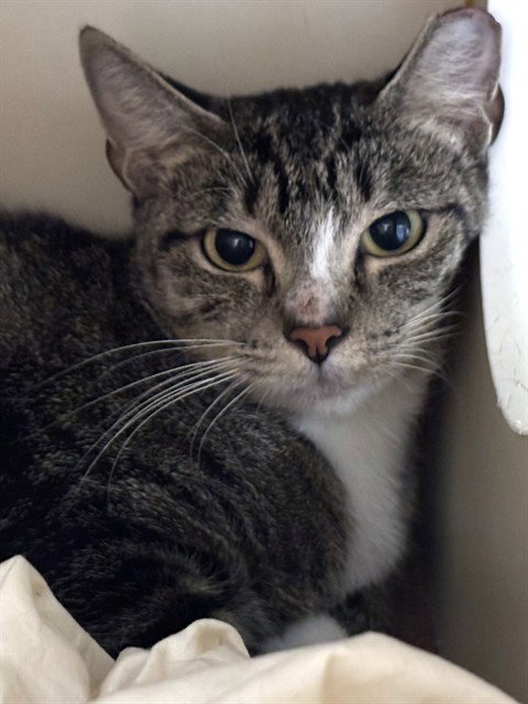 AUDREY, a cat for adoption from Animal Rescue League of Boston - Pine Ridge Animal Shelter