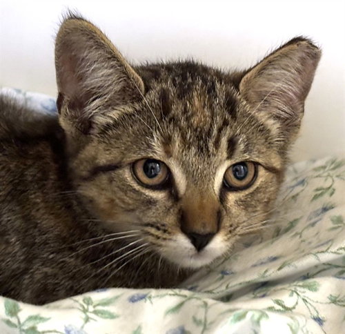 MAPLE WALNUT, a cat for adoption from Animal Rescue League of Boston - Pine Ridge Animal Shelter