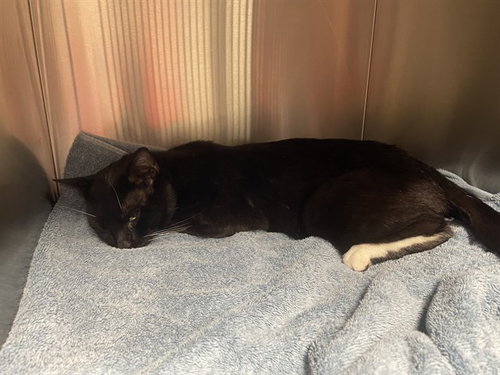 TREASURE HUNT, a cat for adoption from Animal Rescue League of Boston - Pine Ridge Animal Shelter