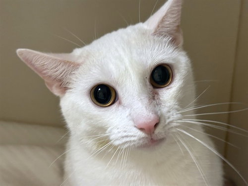 DAPHNE, a cat for adoption from Animal Rescue League of Boston - Pine Ridge Animal Shelter