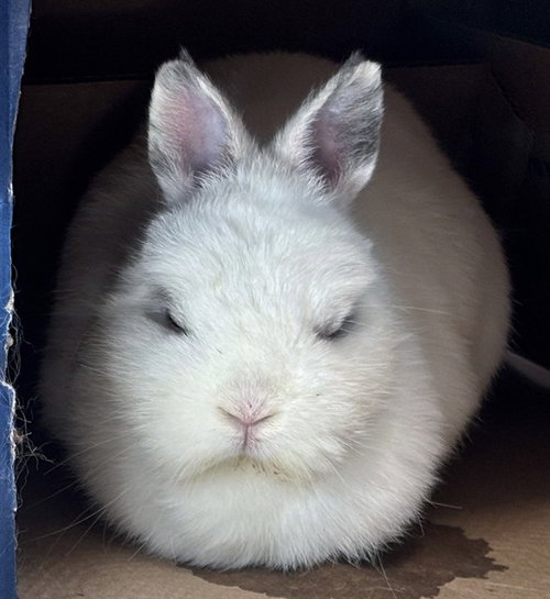 MABLE, a rabbit for adoption from Animal Rescue League of Boston - Pine Ridge Animal Shelter
