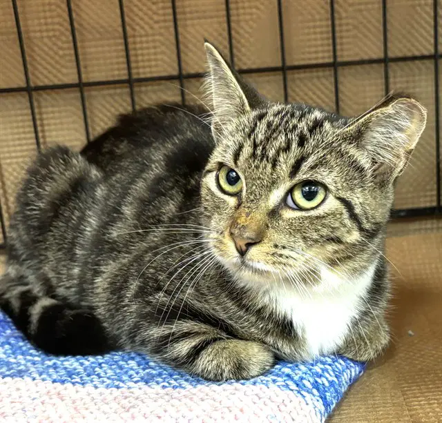 Elowyn - Domestic Short Hair
