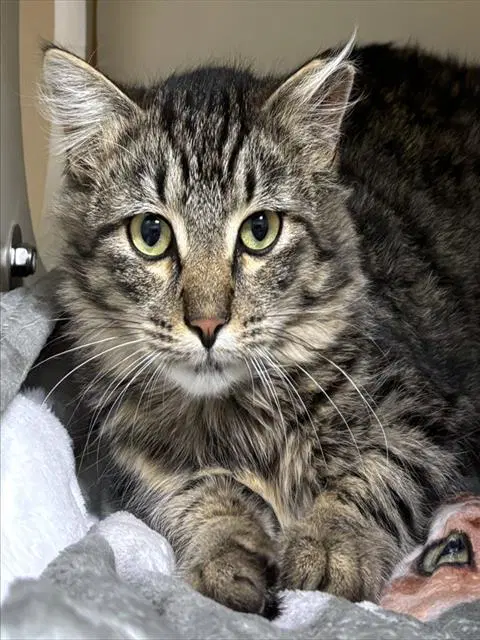 Barnaby - Domestic Long Hair