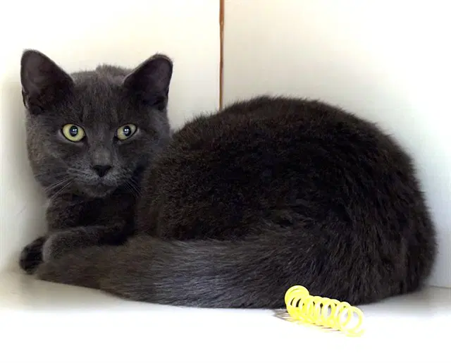 Pearl - Domestic Short Hair