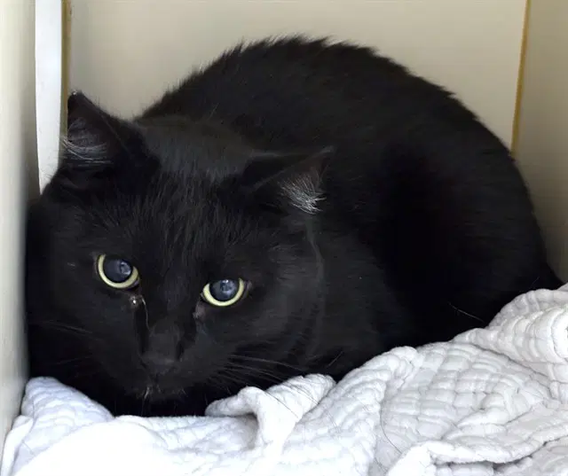Grady - Domestic Short Hair