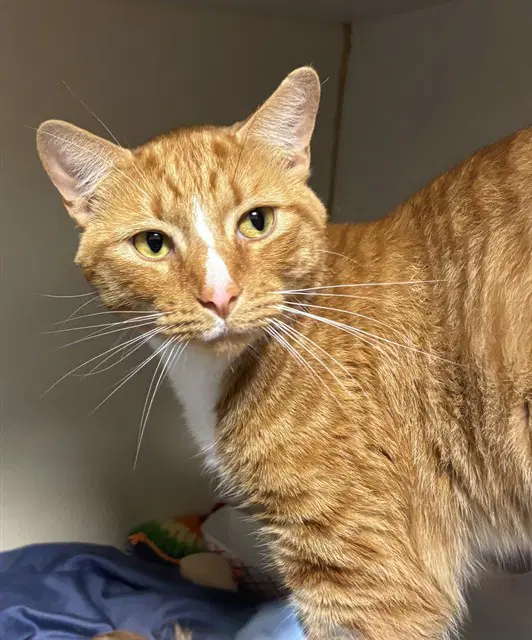 Pluto - Domestic Short Hair