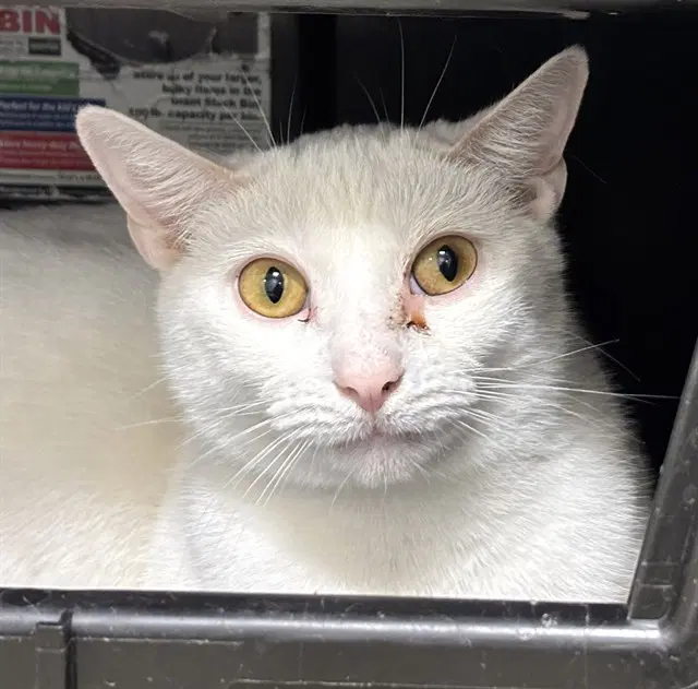 Daphne - Domestic Short Hair
