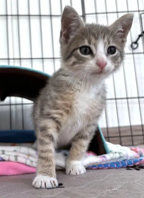 Kevin - Domestic Short Hair