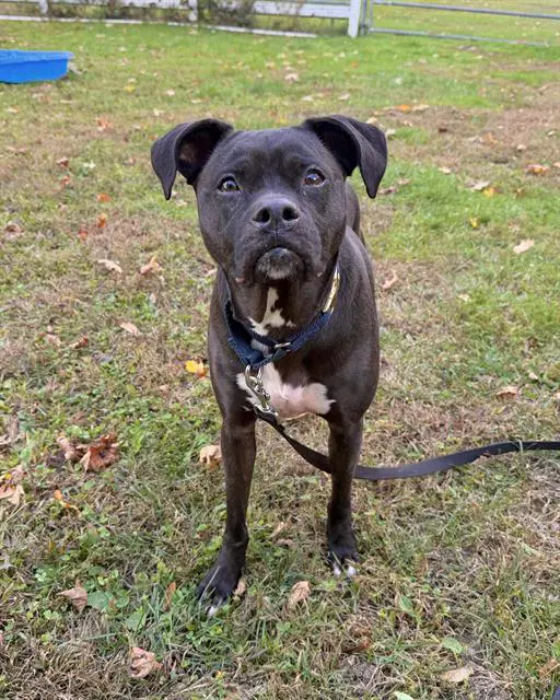 Shilo - Labrador Retriever