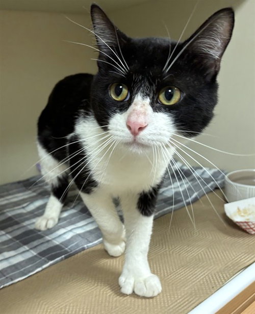 Nolan, Domestic Short Hair (medium coat)