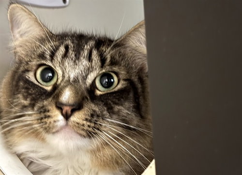 Simon, Domestic Short Hair (medium coat)