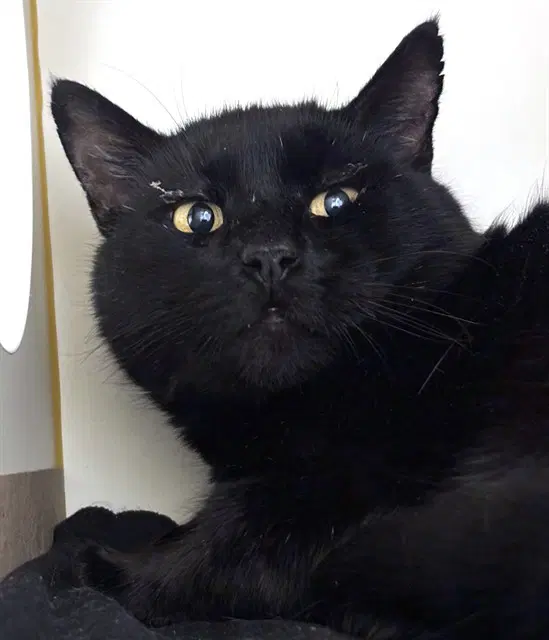 Nate - Domestic Short Hair