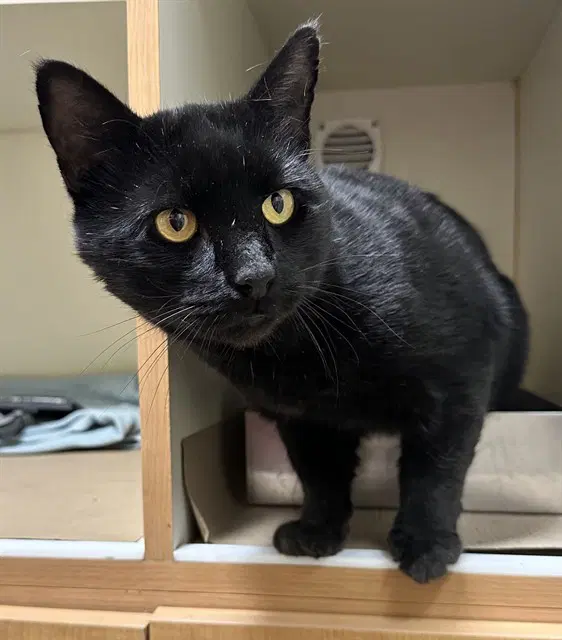 Nate - Domestic Short Hair