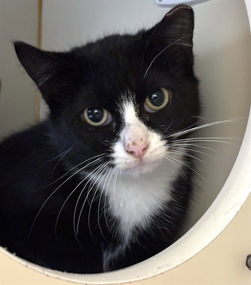 Dusk, Domestic Short Hair (medium coat)