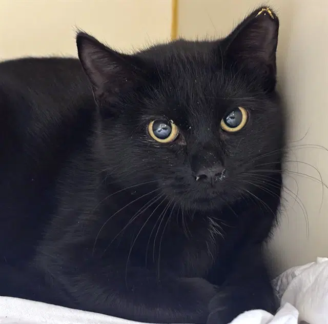Luna - Domestic Short Hair