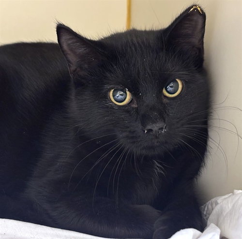 Luna, Domestic Short Hair (medium coat)