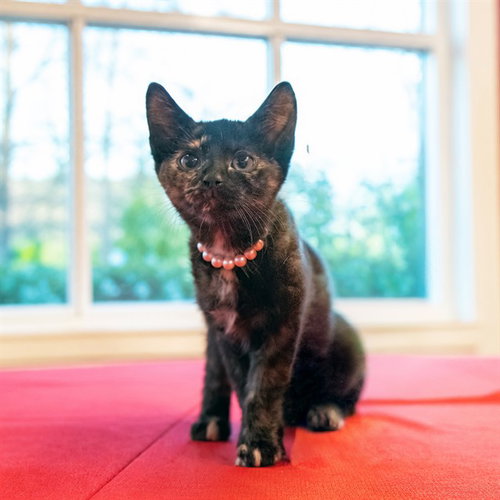 Betty, Domestic Short Hair (medium coat)