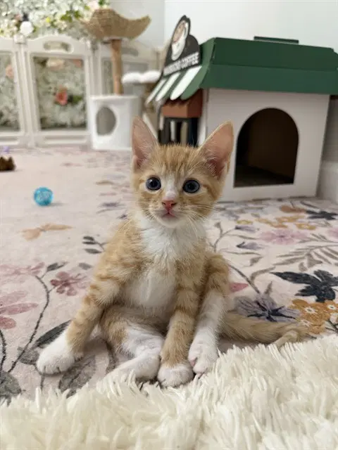 James - Domestic Short Hair