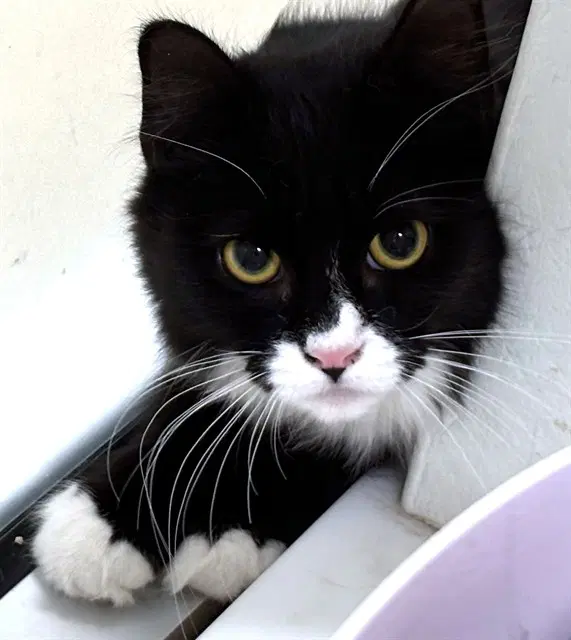 Baby Yoda - Domestic Short Hair