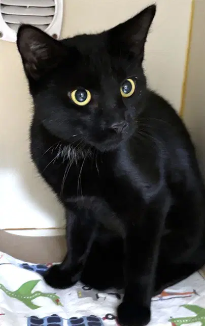 Lauren - Domestic Short Hair